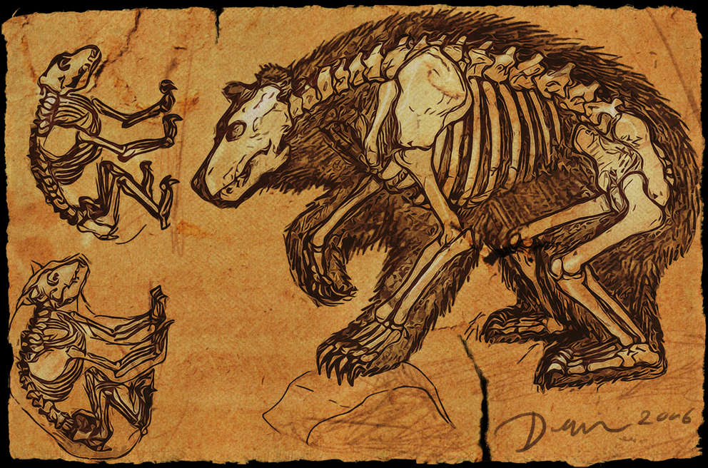 Bear Skeleton Sketch